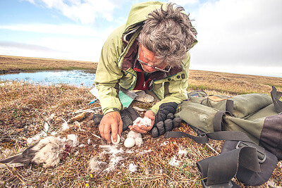 Owl researcher, Denver Holt works over one of this season's snowy owl nests in Barrow, Alaska. Founder and president of the Owl Research Institute, Denver carries a legacy of 25 years of snowy owl research. After much recognition he remains humble and most important, respectful and loving to the tundra and owls. Sharing in his field work is an amazing learning experience. On each nest he measures the captured pray, owlet conditions and egg hatching while cautious parents look over him and sometimes dive bomb to protect their nest. Denver practices a fast and gentle approach to minimally disturb the owl's natural process. I'm documenting Denver's work as part of a story on Arctic researchers. He kindly took me to the three nests this season has to offer. After much hiking in the spongy cold tundra, with temperature around 30F we reached the first nest and discovered these recently hatched owlets. Credit&#58; Florencia Mazza Ramsay