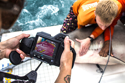 University of Miami Shark Research & Conservation photographer Christopher Brown captured this image of graduate student Jake Jerome safely restraining a bull shark (Carcharhinus leucas) while Dr. Natascha Wosnick used a Flir T420 thermal imaging camera to analyze the influence of solar irradiation on shark recovery. Dr. Wosnick’s current research efforts include evaluating how the exposure to air temperature can influence the post-release thermal dynamics of coastal shark species. Credit&#58; Christopher Brown