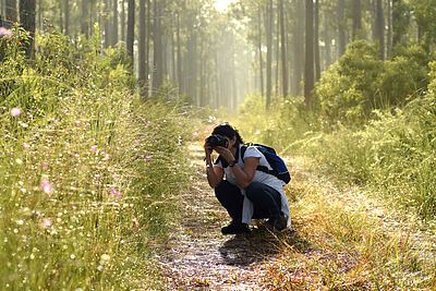 In this picture, Cleopatra Pimienta, a biologist and Doctoral candidate at Florida International University, is working on her photographic record of insect-pollinated flowers in the pine rockland habitat, deep in the Everglades in south Florida. Cleopatra is seeing here taking a picture of the flaxleaf false foxglove (Agalinis linifolia). This wetland plant is highly visited by native bees and serves as a host for caterpillars of a species of butterfly common in the area, making it a keystone species in this habitat. Credit&#58; Carlos Ruiz