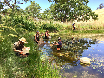 Summer field researchers from the Johnson Lab at the Department of Ecology and Evolutionary Biology in the University of Colorado, Boulder are pictured at the University of California Blue Oak Ranch Reserve conducting aquatic sampling of amphibians and their parasites as part of a study to explore how multi-host, multi- pathogen interactions drive infection dynamics in complex communities and landscapes. Graduate and undergraduate assistants from left to right Neal Handloser, Mary Jade Farruggia, Meg Summerside, Evan Esfahani and Travis McDevitt-Galles. Credit&#58; Mike Hamilton