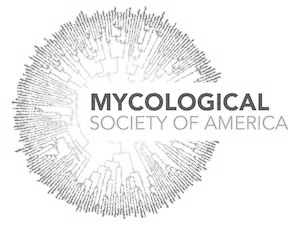 MSA Logo