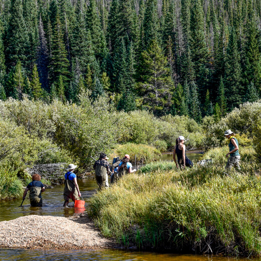 Introducing community college students to the wonderful biodiversity and ecology of the front range montane ecosystem in Colorado. Copyright: Sara Petrita Bombaci