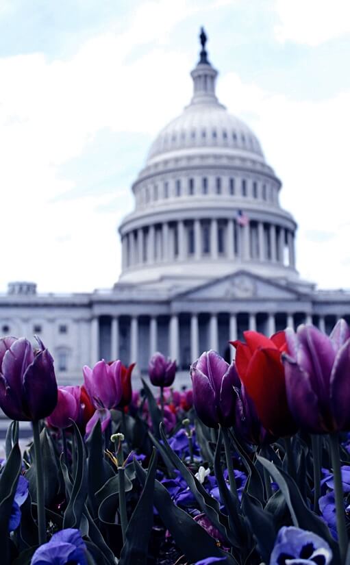 The United States Capitol in Washington D.C. Credit: Michele Orallo