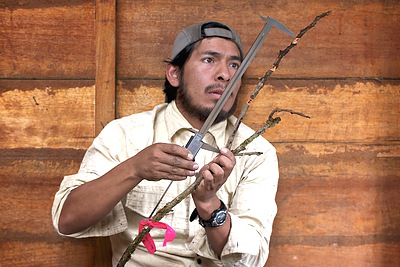 Branching rules in plants are important for understanding global carbon fluxes. Despite the importance of this variation in geometry, very little is known about plant architecture. Here a Peruvian student (Percy Orlando Chambi Porroa) measures branch lengths and radii on a sample obtained from the canopy of the cloud forest in Manú National Park (Peru). Using these measurements it is possible to test theories of branching architecture and better predict carbon fluxes in forests worldwide. These measurements are part of a large international project involving dozens of students who are gaining experience in functional ecology theory and field methods. The project uses a set of ten sites spanning the Amazon-Andes climate gradient. Credit&#58; Benjamin Blonder