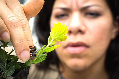 An inmate technician for Sustainability in Prisons Project's Taylor's checkerspot program, Carolina Landa, gently handles an endangered butterfly in the butterfly greenhouse at Mission Creek Corrections Center for Women. Credit: Benjamin Drummond