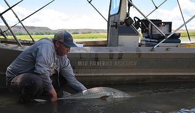 The photo was taken in the Missouri River above the confluence of the Marias River (Decision Point of the Lewis and Clark voyage). The photo is of graduate student Luke Holmquist (Montana State University) releasing a female pallid sturgeon that was captured moments earlier. The pallid sturgeon is an endangered species and so happens to be the species that has the most money dedicated to its recovery of all the endangered species in the United States. The fish in this photo is from the 1997 year class that was produced in the hatchery and released in 1998. She is 19 years old and just became sexually mature. She didn't spawn this year and is currently going atretic. Credit&#58; Christopher Guy