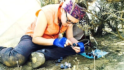 In this photo I am sorting and counting the spiders that were just collected in the field at Craters of the Moon National Monument and Preserve in southern Idaho. I use a beating sheet, which was propped up behind me at that moment for shade as I separated the specimens, to collect jumping (Salticidae) and crab (Thomisidae) spiders from vegetation. I collect in vegetated islands, called kipukas, that are surrounded by a harsh landscape of basalt lava flows. There are over 500 kipukas at Craters of the Moon. These kipuka islands vary in age, area, and isolation and I am interested in how these factors influence the biological community present within them. Along with collecting jumping and crab spiders I also collect representatives of the plant community to get a snapshot of the community present in that particular kipuka. Credit&#58; Katie Peterson