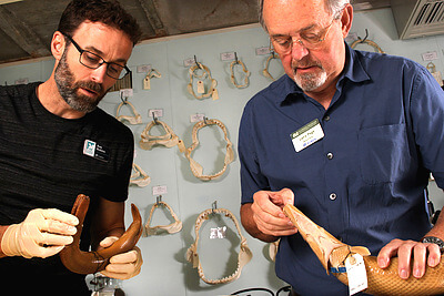 Florida Museum division of fishes curator Larry Page and collection manager Rob Robins check the identification of two individuals of gar collected from Cuba at the request of an outside researcher. The fish collection at the Florida museum contains more than 2.2 million specimens and was ranked as the tenth most important fish specimen resource in North America. Credit&#58; Zach Randall