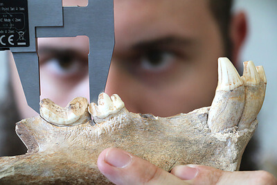 Nick Freymueller, a masters student at the University of New Mexico, measures the lower carnassial length of the late Pleistocene-age scimitar cat Homotherium serum at the Texas Memorial Museum in Austin. Molar lengths allow paleoecologists to determine the body size of extinct species, which is crucial in understanding how they interacted with each other in ancient ecosystems. Credit&#58; Nick Freymueller