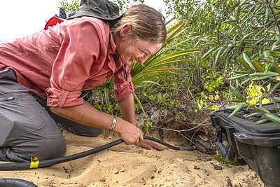 Wildlife biologist Chelsea Moore, from Archbold Biological Station, is demonstrating how to &#34;scope&#34; a Gopher Tortoise burrow. Burrows can be up to 30 feet long, so an attached camera provides a live feed to the biologists. Gopher Tortoise burrows are used by hundreds of animals, including bugs, mammals, reptiles, and birds. Credit&#58; Dustin Angell
