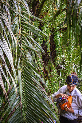 Recent Boston University graduate Elena Gomez amidst thousands of reproducing gliding treefrogs, <em>Agalychnis spurrelli</em>, at a remote pond on Costa Rica's Osa Peninsula. Elena helped record and describe the natural history of explosive breeding in gliding treefrogs in 2021, where up to tens of thousands of individuals aggregate for a few hours to breed on leaves that overhang a large pond. Credit&#58; Brandon Güell