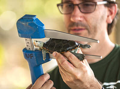 Kristen Grace of the Florida Museum of Natural History at the University of Florida, Gainesville, captured this photograph of Dr. Coleman Sheehy, collections manager of herpetology at the museum, taking a measurement of a diamondback terrapin found off the Gulf Coast of Florida. Dr. Sheehy is seen collecting data on these terrapins during an undergraduate field class he designed, called Island Biology, to give undergraduate biology students a chance to learn fieldwork first hand. Credit&#58; Kristen Grace