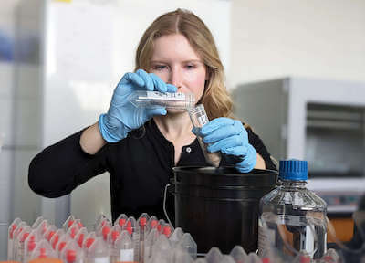 Whitney Laboratory for Marine Bioscience postdoctoral associate Dr. Jessica Alice Farrell extracts environmental (e)DNA from hundreds of sand samples collected from Florida’s sea turtle nesting beaches. From just a few grains of sand, the Duffy Lab is able to tell which species of turtle was nesting, its haploytpe (geographic origin), and whether the pathogen associated with fibropapillomatosis (ChHV5) is present - without ever needing to sight or interact with the endangered animals themselves, as well as the inadvertent bycatch of human DNA shed into the environment by nearby populations. Credit&#58; Heather Krumholtz