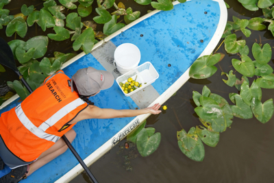 Graduate student April Sharp, reaches for a Spatterdock water lily (<i>Nuphar advena</i>) flower from a paddleboard on Yates Millpond. Credit: Heather Frantz