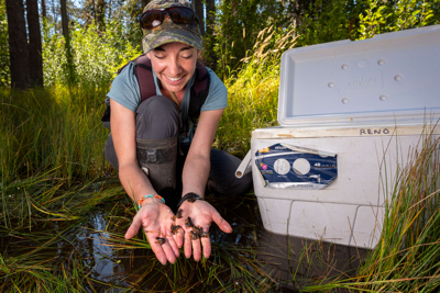 Kate Belleville releasing a handful of froglets into a California wet meadow after a week of disease treatments. Credit: Ryan Wagner