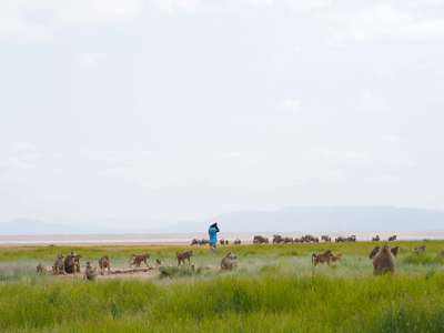 Kinyua Warutere observing baboons in the Amboseli basin of southern Kenya. Credit: Susan Alberts